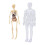 Modèle du corps humain 28,5 x 10 cm anatomie interactive en ABS 15