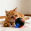 Fun Electric Pet Toy Ball with Automatic Movement For-Black 5