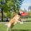 (Dark Grey, S code) Waterproof Ear Muffs for Swimming & Noise Protection 6