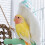 Bird Warm House Bird Windproof Nest Parrots Hideaway-blueCat 3