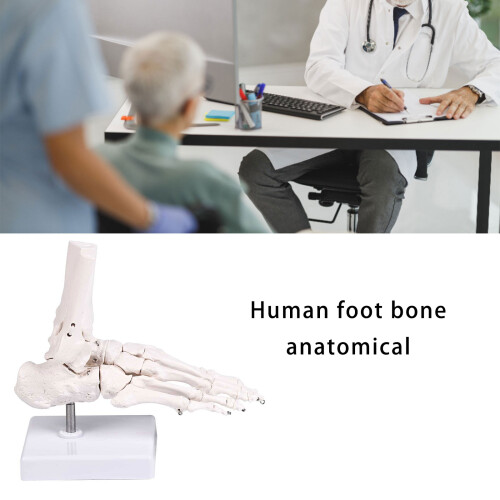 Human Foot Bone Model For Education Clinical Training And 1