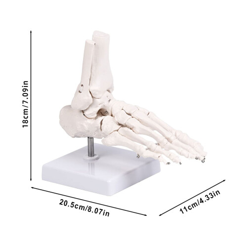 Human Foot Bone Model For Education Clinical Training And 2