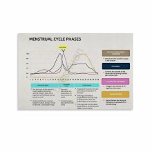Tableau du cycle menstruel et des hormones féminines - Affiche santé féminine - Peinture sur toile - Affiches et impressions - Décoration murale