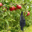 2X Realistic Hanging Dead Crow Decoy Lifesize Extra Large Black Feathered Crow 6