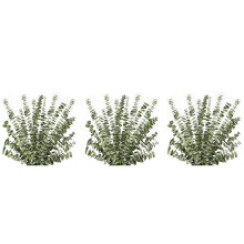 36Pcs Dried Eucalyptus Branches Greenery Stems,17 Inch Real Natural Live Eucalyptus Leaves Plant Greenery Decor