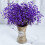 Διατηρημένο Baby's Breath3Bunches, Φυσική Γυψοφίλη για Συνθέσεις Βάζων, Διακόσμηση 3