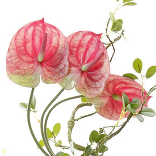 6 Pcs 22,8 Polegadas Artificiais Flores de Antúrio para DecoraçãO de Casa Buquê e Folha Verde e DecoraçãO de Casamento Nupcial (Rosa) 1