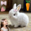 Fanyil Bunnypal Ρεαλιστικό Διαδραστικό Ηλεκτρονικό Παιχνίδι για Κατοικίδια – Πηδάει, 1