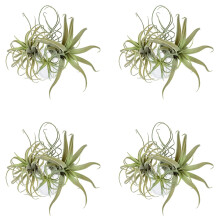 16Pack Artificial Pineapple Grass Air Plants Fake Flowers Faux Flocking Tillandsia Bromeliads Home Garden Decor