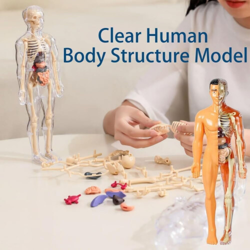 Human Body Model Transparent Torso with 29 Removable Organs 1