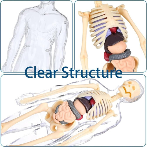 Human Body Model Transparent Torso with 29 Removable Organs 2