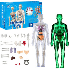 Clear29 darabos emberi törzs anatómiai modell