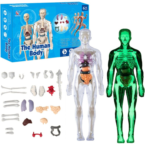 Clear29 darabos emberi törzs anatómiai modell