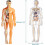 Human Body Model Transparent Torso with 29 Removable Organs 7