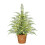 Norfolk Pine Christmas Tree 2FT pre-lit with 50 LED lights 1