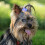 Fiocchi per capelli per cani con elastici, multicolore, confezione da 6 6