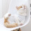Cat Recovery Jacket For Skin Problems Blue 1Pack 6