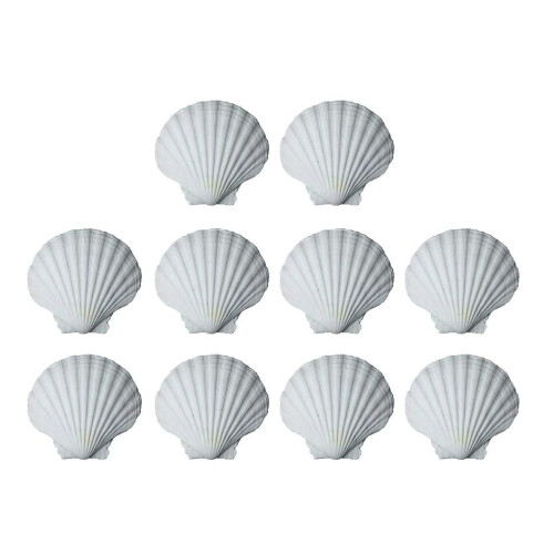 White Seashells for Craft Painting and Decoration Pack of10