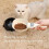 Electronic Measuring Spoon, Adjustable Digital Spoons with LCD Display, High Precision & Unit Conversion for Cooking and Pet 5