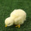 Peluche a forma di pollo, giocattolo di Pasqua per bambini 3