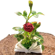 Miniatyr leireblomst samleobjekt, realistisk mikrorose og lotusfigur, liten kunstskulptur til dukkehusdekor og kuriositetsskap