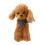 Pudel-Plüschtier – Weicher Stoffhund, 25 cm 5