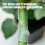 50pcs Multipurpose Tree Grafting Tube Perfect For Small-50 3