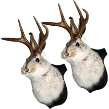 Jackalope da parete – Testa di coniglio in resina con corna,