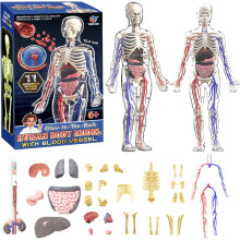 29-Piece Clear Human Body Model with Removable Organs & Bones, Transparent DIY Torso Anatomy Model, Compatible with Anatomy Study