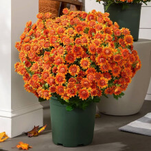 Chrysanthèmes artificiels coucher de soleil résistants aux UV pour l'extérieur (10 pièces)