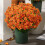 Kunstige Sunset Mums UV-resistente udendørs 10 stk. 1