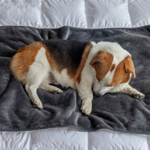 Lambswool pet blanket waterproof large 39.3x29.5 in gray