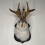 Jackalope da parete – Testa di coniglio in resina con corna, 4