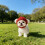 Gorro de punto rojo para perro con orejeras 4
