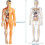 Human Body Anatomy Model Clear 29-Piece with Removable 7