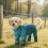 Botas impermeáveis para cães com suspensórios e antiderrapantes para as patas. 3