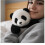 Peluche Koala lestée Pandy2.0 – Ultra-douce et câline 1