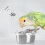 Mangeoire en acrylique avec système anti-déversement pour petits oiseaux 7