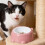 Erhöhter Katzenfutternapf 250 ml, rosa Kunststoff 4