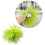 Struisverenbroche voor dames 2