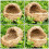 Weaving Cat Nests Sleeping Pet Nest for Hamster 1Pcs 8