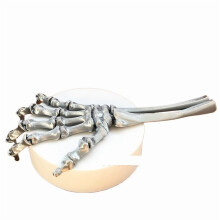 1 main de crâne argentée de 18,5 cm avec articulations mobiles, idéale pour une farce d'Halloween.