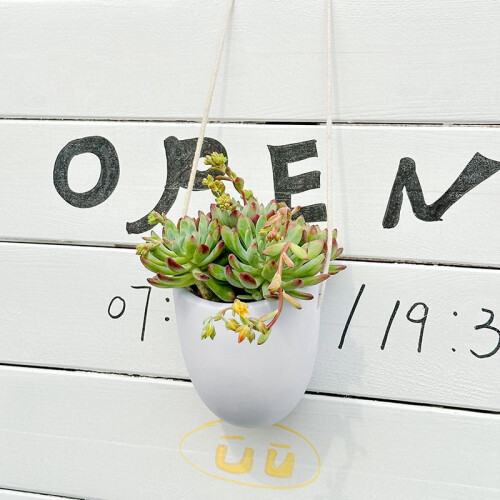 Vase hydroponique créatif, blanc, design mural, 11*9,5*23cm. 2