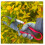 Compact Topiary Shears Red, Red & Black (4755TS) 6