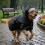 Dog Raincoat with Hood and Eye Shield 1 pc 6
