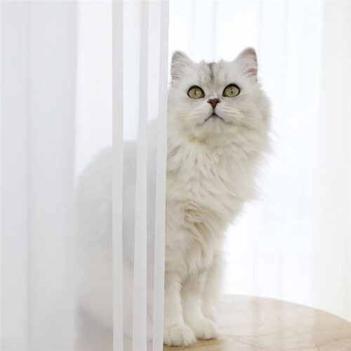 Window White Sheer Curtains 84 Inches Long 8 Panels Sheer White Curtains Clear Curtains Basic Rod Pocket Panel