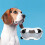 Large Dog Sunglasses UV Proof Windproof PC Silver Adjustable Strap 13