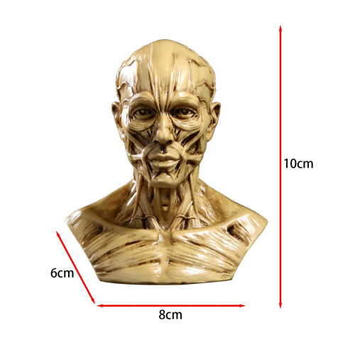 Head Mould Statue Human Anatomically Study Photo Props Head Anatomical 1