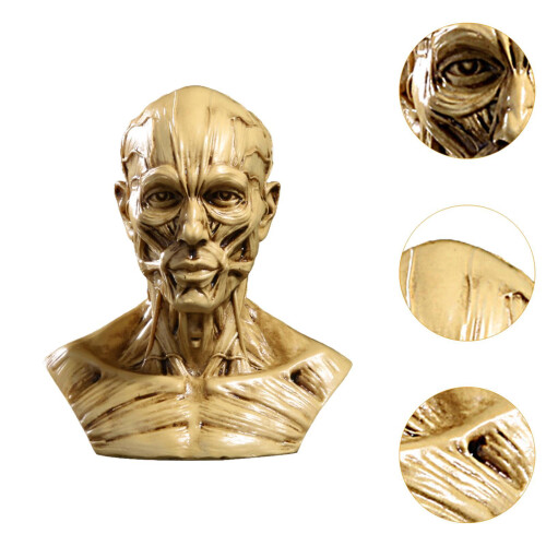 Head Mould Statue Human Anatomically Study Photo Props Head Anatomical 2