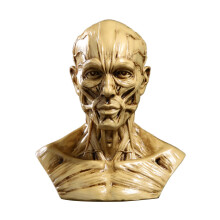 Head Mould Statue Human Anatomically Study Photo Props Head Anatomical